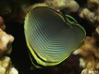 Triangular Butterflyfish - <em>Chaetodon triangulum</em> - Indischer Baroness-Falterfisch