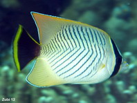 Chevroned Butterflyfish - Chaetodon trifascialis - Sparren-Falterfisch