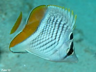 Yellowtail Butterflyfish - Chaetodon xanthurus - Gitter-Orangenfalterfisch