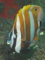 Orange-banded Butterflyfish (Goldengirdled coralfish) - <em>Coradion chrysozonus</em> - Augenfleck Coradion 