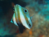 Two-eyed Butterflyfish - Coradion melanopus - Doppelaugen-Coradion