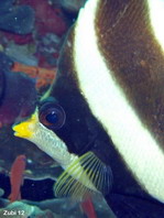 Pennant Bannerfish - <em>Heniochus chrysostomus</em> - Pazifik Wimpelfisch