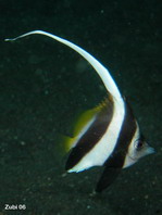 Schooling Bannerfisch in deep water - <em>Heniochus diphreutes</em> - Schwarm-Wimpelfisch