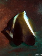 Phantom Bannerfish - Heniochus pleurotaenia - Phantom-Wimpelfisch