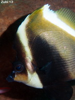 Phantom Bannerfish - Heniochus pleurotaenia - Phantom-Wimpelfisch
