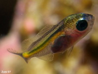 Glassfish (Cardinalfish) - Ambassis sp - Glasfisch