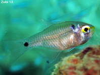 Yellowmouth Cardinalfish - Archamia goni - Gelbmaul Kardinalfisch (Kardinalbarsch) 