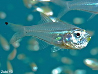 Luminous Cardinalfish - Rhabdamia gracilis - Leucht Kardinalfisch