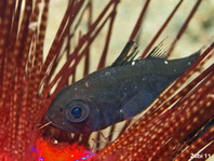 Duskylined Siphonfish - Siphamia fuscolineata - Seeigel Kardinalfisch