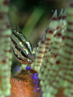 Duskylined Siphonfish - Siphamia fuscolineata - Seeigel Kardinalfisch