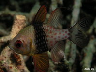 Pajama Cardinalfish - Sphaeramia nematoptera - Pyjama Kardinalfisch (Kardinalbarsch)