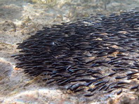 Striped Catfish - <em>Plotosus lineatus</em> - Gestreifter Korallenwels 