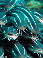Striped Catfish - <em>Plotosus lineatus</em> - Gestreifter Korallenwels