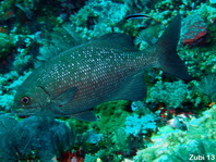 Gray Rudderfish, Lowfin Drummer - Kyphosus vaigiensis - Grauer Ruderfisch