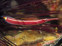 Long-snout Urchin Clingfish - <em>Diademichthys lineatus</em> - Seeigel-Schildbauch 