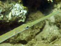 Reef Cornetfish (Smooth Flute Mouth) - <em>Fistularia commersonii</em> - Flötenfisch