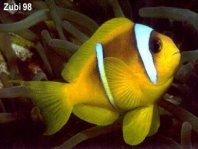 Two-banded anemonefish - <em>Amphiprion bicinctus</em> - Rotmeer-Anemonenfisch