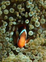 Tomato anemonefish - <em>Amphiprion frenatus</em> - Weissbinden-Glühkohlen Anemonenfisch