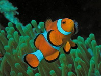 Go to the anemonefishes (clown fishes) and Damselfishes - zu den Anemonenfischen (Clownfischen) und Riffbarschen