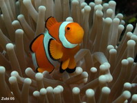 False clown Anemonefish (Clownfish) - <em>Amphiprion ocellaris</em> - Orange-Ringel Anemonenfisch (Clownfisch)