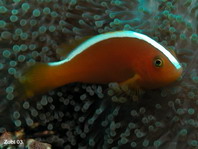 Orange Anemonefish - <em>Amphiprion sandaracinos</em> - Oranger Anemonenfisch