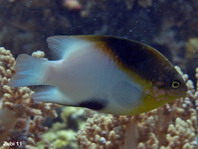 Black vent Damselfish - Dischistodus melanotus - Afterfleck-Riffbarsch