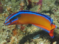 Orange dottyback - Pseudochromis aldabraensis - Oranger Zwergbarsch