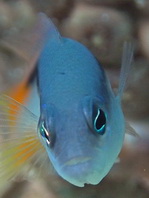 Dottyback - Pseudochromis sp1 - Zwergbarsch