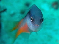 Dottyback - Pseudochromis sp1 - Zwergbarsch