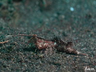 pre-adult Orange and black dragonet (brown color) - <em>Dactylopus kuiteri</em> - Kuiters Leierfisch halberwachsenes Tier (bräunliche Färbung) 