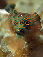 Mandarinfish - <em>Synchiropus splendidus</em> - Mandarinfisch