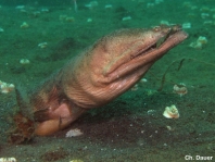 Stargazer snake eel - <em>Brachysomophis cirrocheilos</em> - Himmelgucker- Schlangenaal
