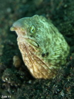 Marbled Snake Eel - Callechelys marmorata - Marmor Sand-Schlangenaal