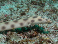 Spotted snake-eel - Myrichthys tigrinus - Gefleckter Schlangenaal