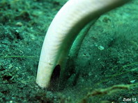 Black finned Sand-Eel - <em>Ophichthus melanochir</em> - Schwarzflossen Sand-Schlangenaal