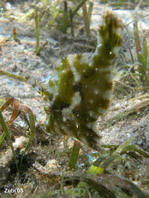Seagrass Filefish hidden in seagrass - <em>Acreichthys tomentosus</em> - Seegras Feilenfisch im Seegras versteckt