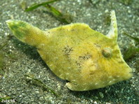 Seagrass Filefish yellow coloring - <em>Acreichthys tomentosus</em> - Seegras Feilenfisch gelbe Färbung 