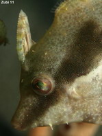 Seagrass Filefish gray coloring - <em>Acreichthys tomentosus</em> - Seegras Feilenfisch graue Färbung