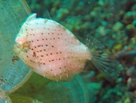 Diamond Filefish - Rudarius excelsus - Diamant Feilenfisch