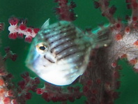 Diamond Filefish - Rudarius excelsus - Diamant Feilenfisch