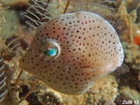 Baby Japanese inflator Filefish - Brachaluteres ulvarum - Baby Grüner Feilenfisch