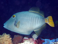 Yelloweye Filefish (barred filefish) - <em>Cantherhines dumerili</em> - Gelbschwanz Feilenfisch