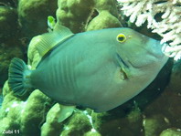 Yelloweye Filefish (barred filefish) - <em>Cantherhines dumerili</em> - Gelbschwanz Feilenfisch