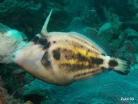 Yelloweye Filefish (barred filefish) - Cantherhines dumerili - Gelbschwanz Feilenfisch
