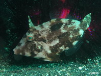 Whitebar Filefish (Pig faced leather jacket) - Paramonacanthus choirocephalus - Weissstreifen-Feilenfisch