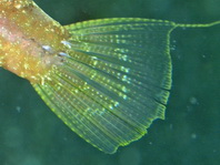 Shortsnout Filefish (Japanese Leatherjacket) - Paramonacanthus curtorhynchos - Kurzschnauzen Feilenfisch
