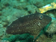 Shortsnout Filefish (Japanese Leatherjacket) - Paramonacanthus curtorhynchos - Kurzschnauzen Feilenfisch