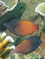 Blackheaded Filefish - Pervagor melanocephalus - Rotschwanz-Feilenfisch