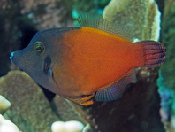 Blackheaded Filefish - Pervagor melanocephalus - Rotschwanz-Feilenfisch