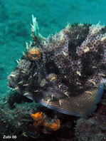 Smallspotted leatherjacket (Strap-weed File-fish) - Pseudomonacanthus macrurus - Algen-Feilenfisch